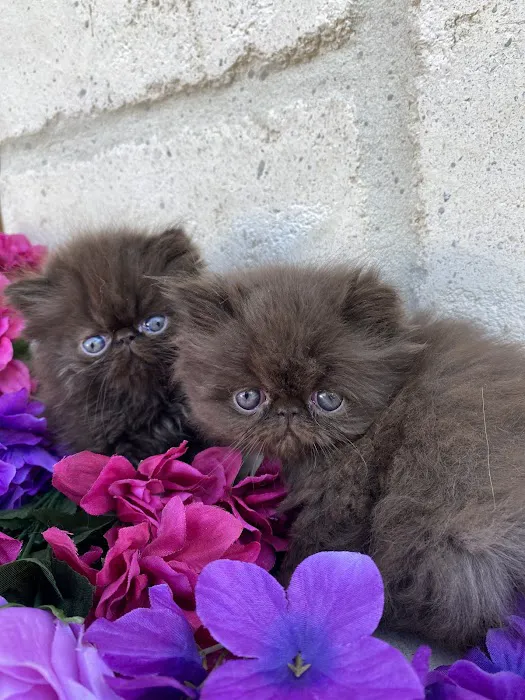 Luxury Persians of Texas Picture 8