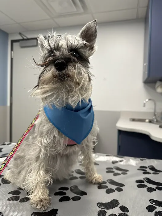 Centre Animal Hospital Picture 3