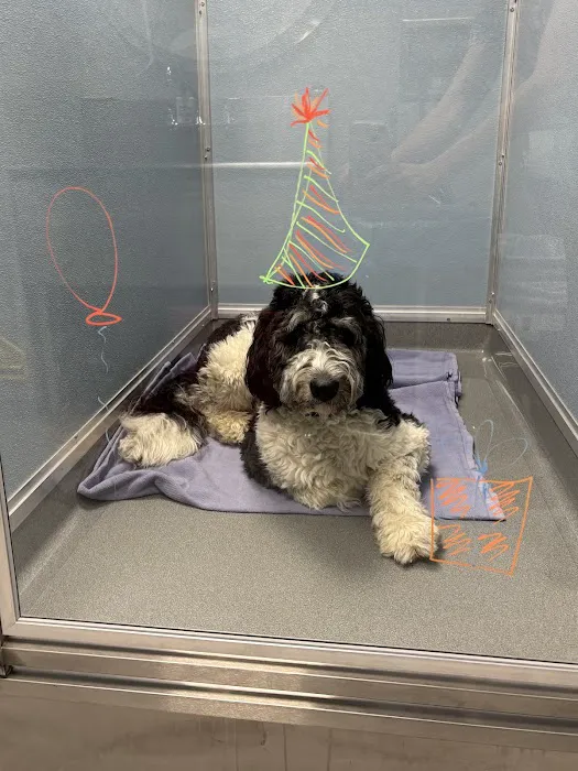 Centre Animal Hospital Picture 8