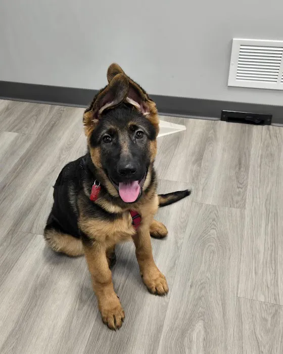 Centre Animal Hospital Picture 9