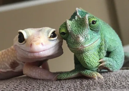 Don's Tropical Pets & Plants Picture 2