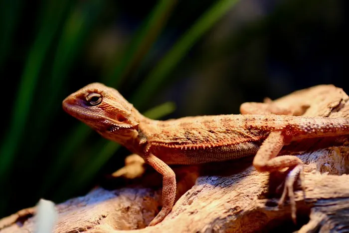 Don's Tropical Pets & Plants Picture 3
