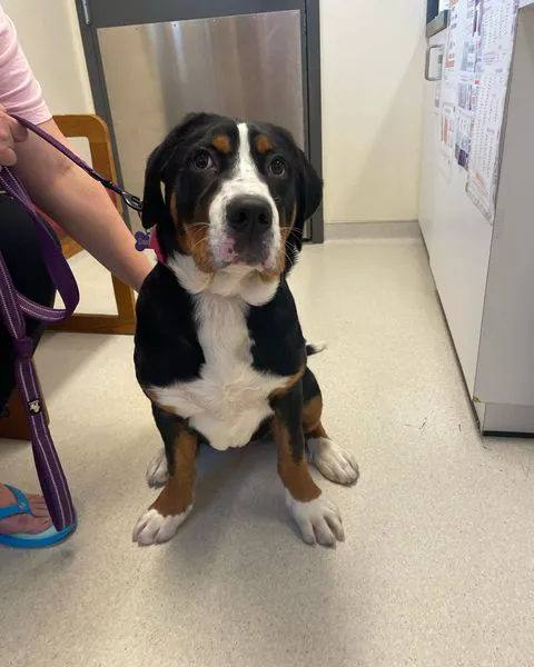 State College Veterinary Hospital Picture 1