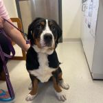 State College Veterinary Hospital