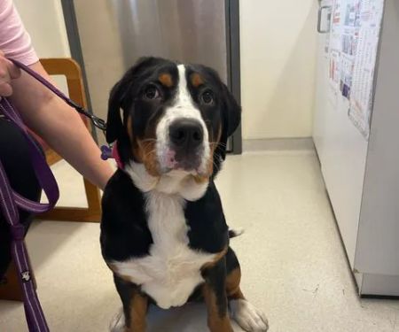 State College Veterinary Hospital