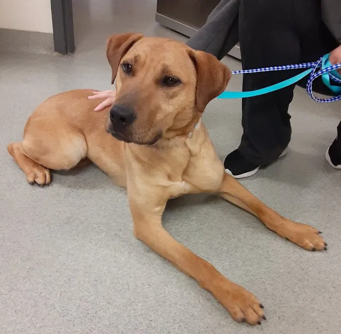 State College Veterinary Hospital Picture 10