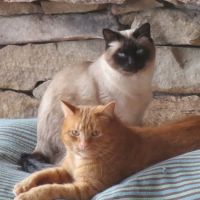 Animal Medical Center of Nittany Valley ico