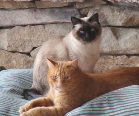 Animal Medical Center of Nittany Valley