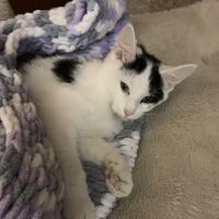 Fishing Creek Veterinary Center ico