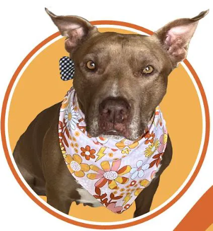 Bandana Club Picture 2
