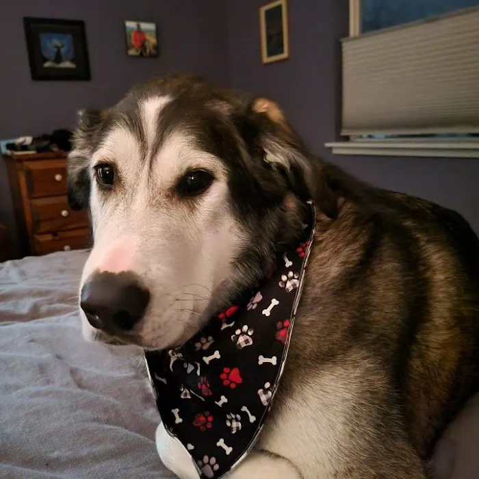 Bandana Club Picture 3