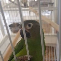 Calico Creek Veterinary Clinic ico