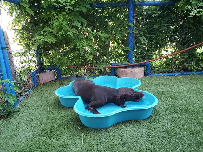 Rob Cary Pet Resort Picture 7