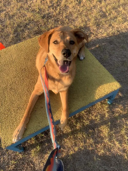 Rob Cary Pet Resort Picture 10