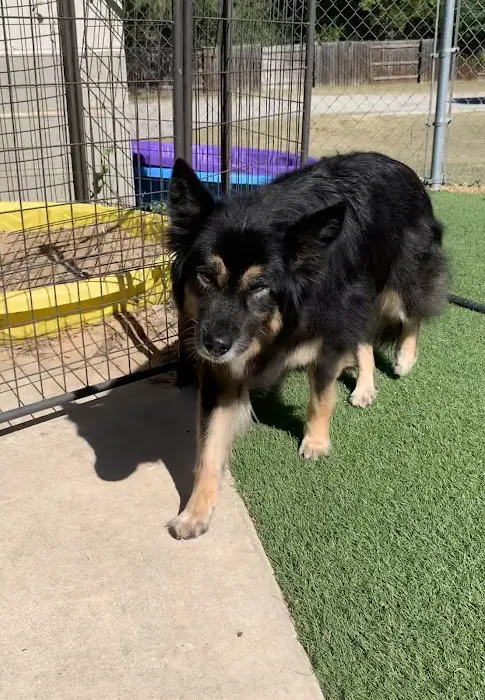 Rob Cary Pet Resort Picture 4