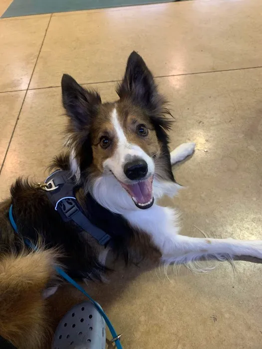 Rob Cary Pet Resort Picture 1