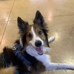 Rob Cary Pet Resort