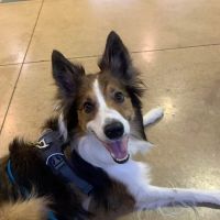 Rob Cary Pet Resort ico