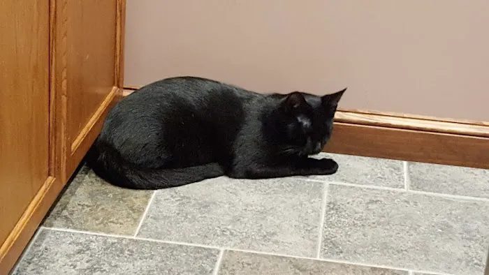 Centre County Cat Hospital Picture 3