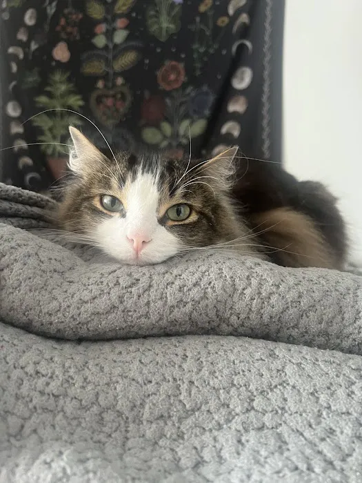Centre County Cat Hospital Picture 8