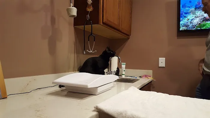 Centre County Cat Hospital Picture 6