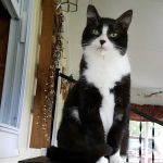 Centre County Cat Hospital