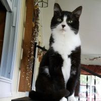 Centre County Cat Hospital ico