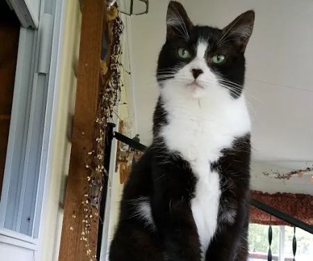 Centre County Cat Hospital