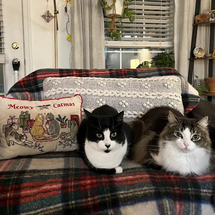 Centre County Cat Hospital Picture 7