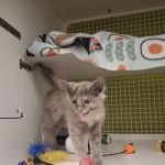 Petco