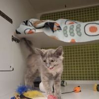 Petco ico