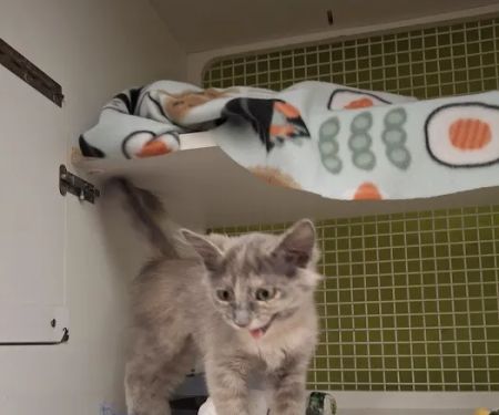 Petco