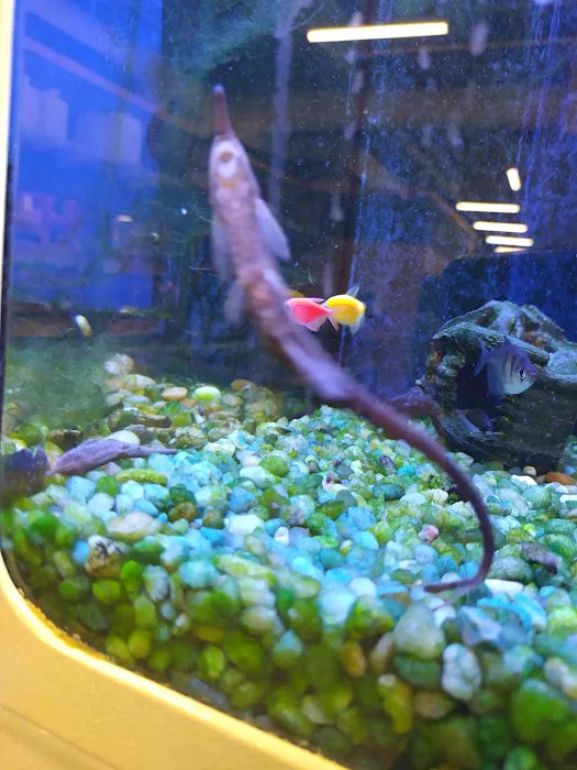 Bird Dog & Cat Fish Picture 8
