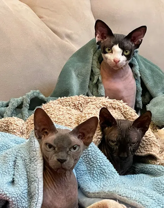 Keystone Veterinary Care Picture 10
