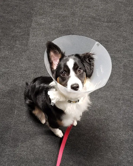 Keystone Veterinary Care Picture 9