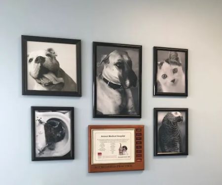 Keystone Veterinary Care