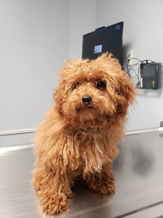 Keystone Veterinary Care Picture 3