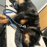 Mt. Rock Animal Hospital