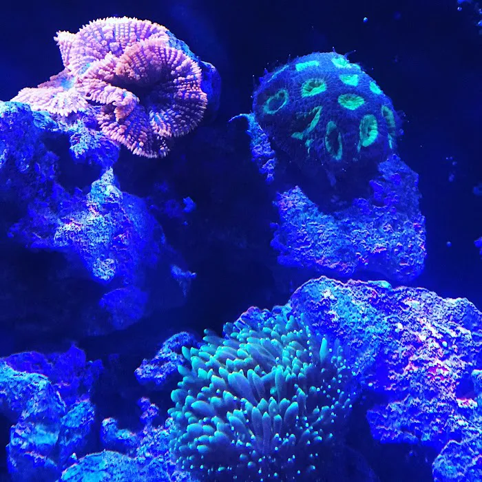 Sea Hare Aquatics Picture 5
