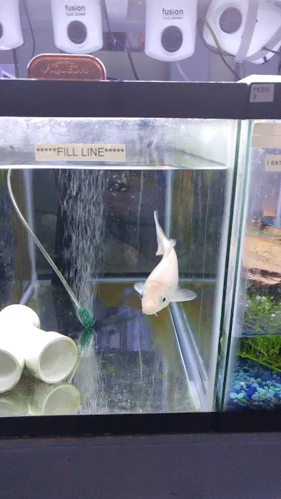 Aquarium Designs Picture 4
