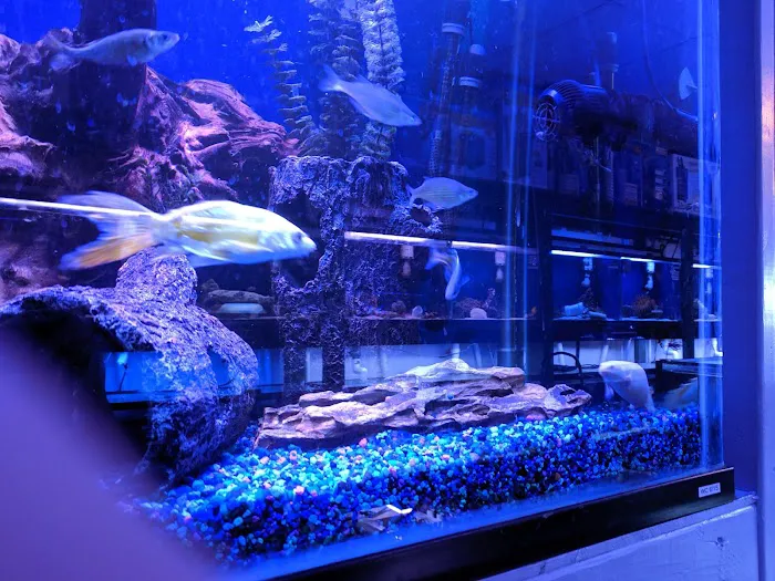Aquarium Designs Picture 9
