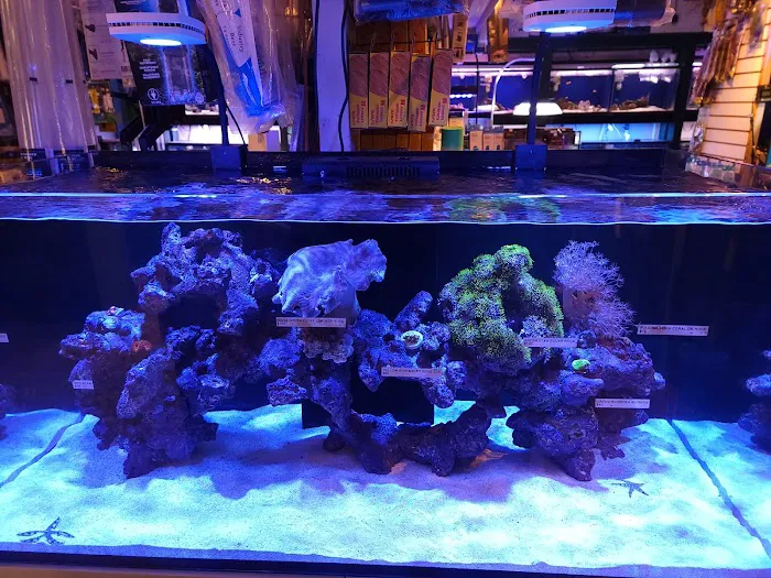 Aquarium Designs Picture 6