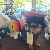 Mike's Dog Store ico