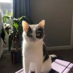 Chambersburg Animal Hospital