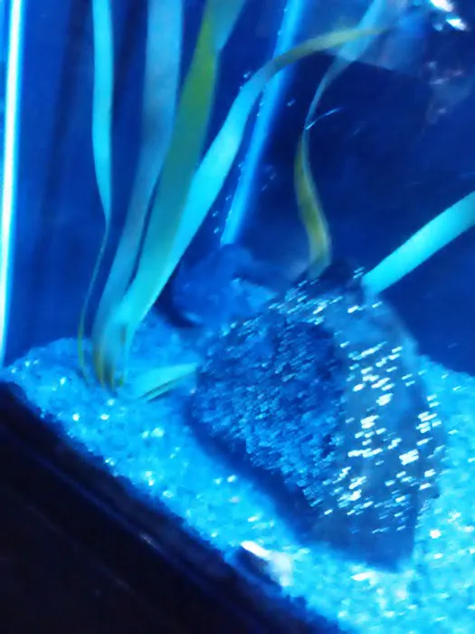 Aquatic Interiors Unlimited Picture 5