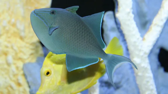 Aquatic Interiors Unlimited Picture 3