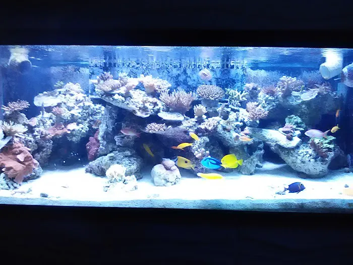 Aquatic Interiors Unlimited Picture 1