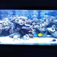Aquatic Interiors Unlimited ico