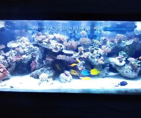 Aquatic Interiors Unlimited