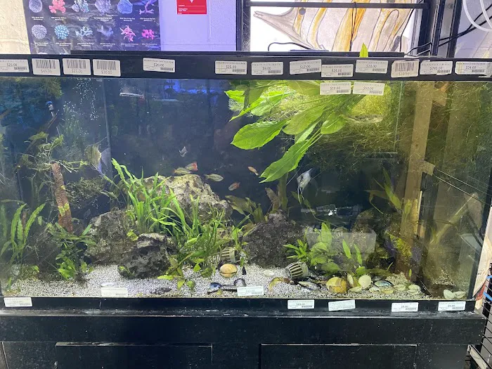 Elegant Reef - Tropical Fish Studio Picture 7